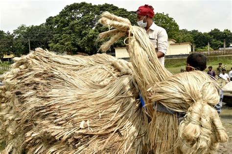 Jute Fiber: Unleashing the Potential of This Eco-Friendly Wonder for Sustainable Textiles and Industrial Applications!