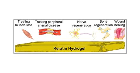  Keratin: Chứa đựng Tương lai của Y học Phục hồi và Vật liệu Sinh học Tiến tiến!